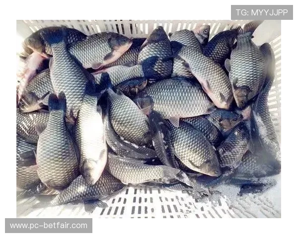 博鱼登陆遇到问题怎么办，常见故障解决方案全攻略